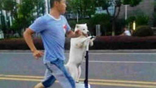 【画像】 「セグウェイ」で犬の散歩をする中国人の男性が話題に : 痛いニュース(ﾉ∀`)