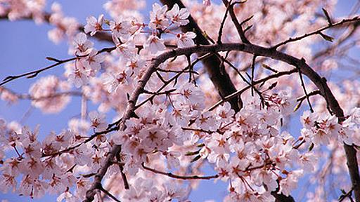 春到来！夜桜や雨の日の撮り方まで、「桜」をキレイに撮影する方法 - はてなニュース