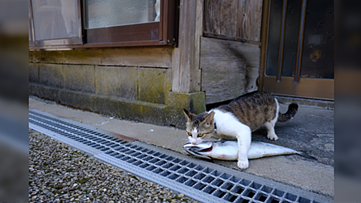 『お魚くわえたどら猫 追っかけて』を実体験した様子がかわいすぎる「大物！」「お日さまも笑ってる」