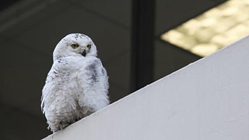 天使が舞い降りた？北極圏に分布するシロフクロウがアメリカ各地に大量飛来 | カラパイア