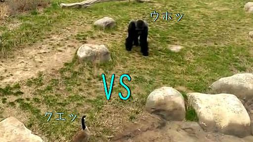 ガチョウ vs ゴリラ←戦いが始まったと思ったら…あれっ!?（動画） : らばQ