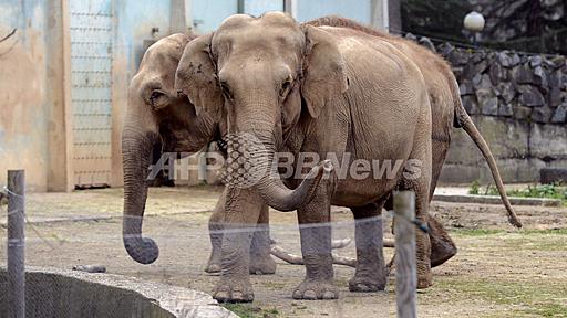 助命運動でゾウ2頭の安楽死中止、フランス