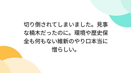 切り倒されてしまいました。見事な楠木だったのに。環境や歴史保全も何もない維新のやり口本当に憎らしい。