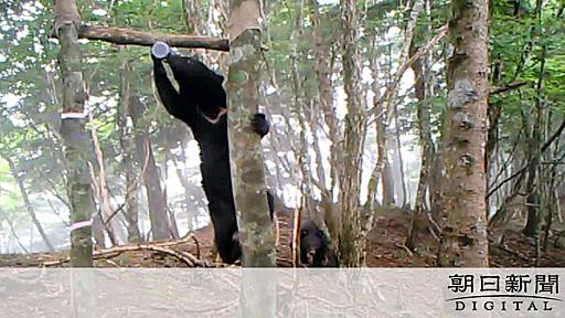 四国のツキノワグマ、保全へ本腰　九州は絶滅…苦い歴史：朝日新聞デジタル