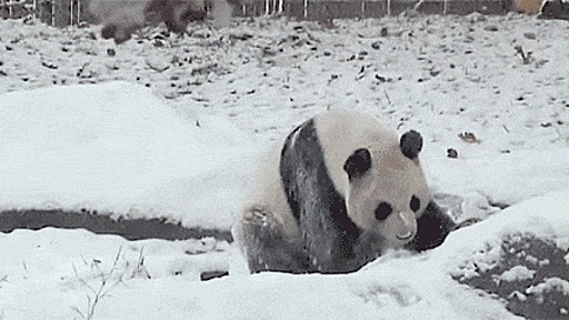 パンダも雪が好きらしい。カナダにいるパンダの雪ゴロゴロ遊び｜カラパイア