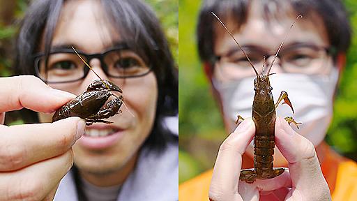 君は日本に棲んでいるザリガニについて知っているかい？