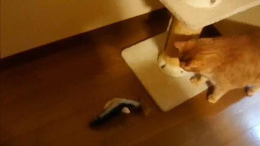 猫用おもちゃの魚、活きが良すぎて引くレベル→猫さんまでドン引き「これはビビる」「うちの猫さんも怖がる」