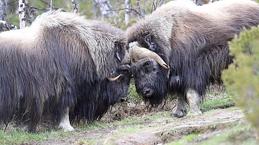 頭突きで対決する動物って脳とか大丈夫なの？　研究者「駄目みたいです」 - ナゾロジー