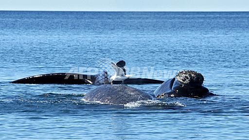 生きたクジラの脂肪をついばむカモメ、アルゼンチン