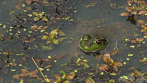 郊外住宅地のカエル、雌が圧倒的多数 米研究