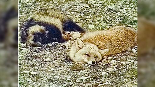 【もう狐狸狐狸】平成5年、岐阜県白川村の道端でキツネとタヌキがお神酒を呑んで酔いつぶれてた、という平成日本むかしばなしなお話。 - Togetter