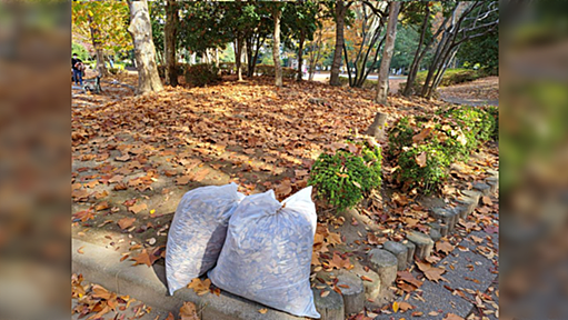 街路樹や公園の落ち葉がゴミとして捨てられてるが土に還してほしい「肥料のコストが余計にかかる」