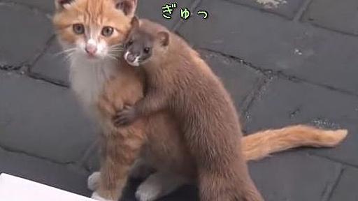 猫とイタチが出会った…と思ったら、親友のように仲良しだった（動画） : らばQ