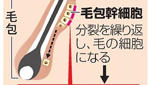 薄毛防止、コラーゲンが大事かも　米科学誌に発表へ：朝日新聞デジタル