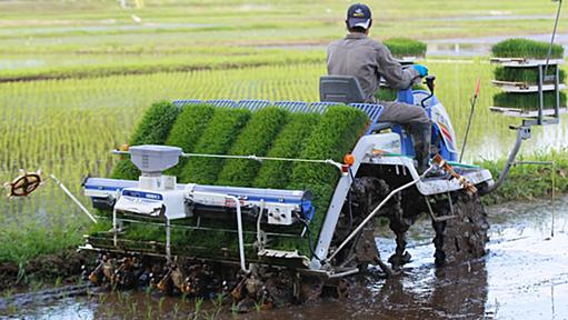 コメ補助金、抜本見直し　専業農家有利に - 日本経済新聞