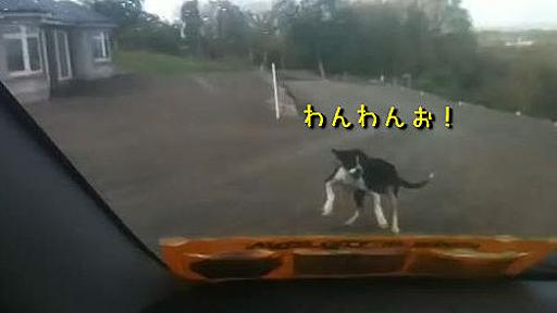 「うちの犬は車で出かけると、ちょっとばかりエキサイトしてしまうようだ…」（動画） : らばQ