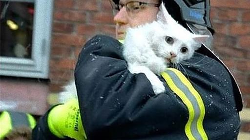 人間と動物のやさしい関係。動物たちを救おうとした人々の写真