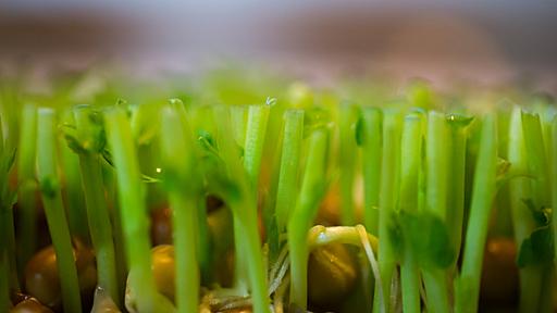 捨てちゃう前に！水につけると再生する野菜『リボベジ』生活のススメ | キナリノ