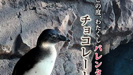 ペンギンのリアルな「等身大チョコ」が抽選でもらえる　すみだ水族館と京都水族館のバレンタイン企画 - はてなニュース