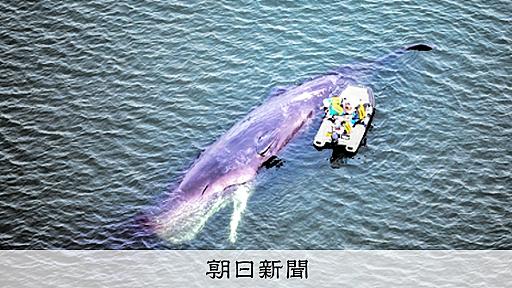 「お前ええ加減にせえよ」同僚にクジラ処理費増額迫る　大阪市課長：朝日新聞デジタル