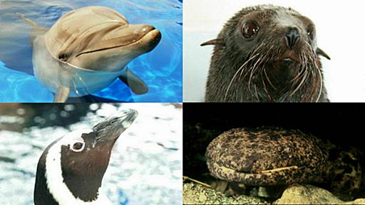 海のない京都盆地になぜか出現した「京都水族館」の中には何がいるのか見に行ってきました