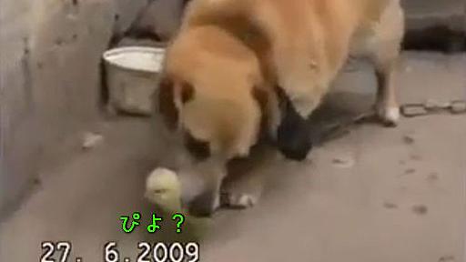 「ああ、ひよこが犬に食べられちゃう…」と思ったら、とても愛らしい関係だった（動画） : らばQ