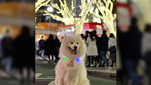 『サモエド！』と通りすがりに言われたので振り返ったら『ぎゃああああ！かわいいいいいい！』とお姉さんに絶叫されたアイドルサモエドがこちら