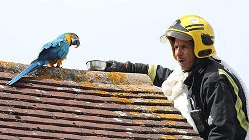 屋根の上から3日も降りてこないインコを助けようとした消防士。なぜかインコに口汚くののしられる（イギリス）｜カラパイア