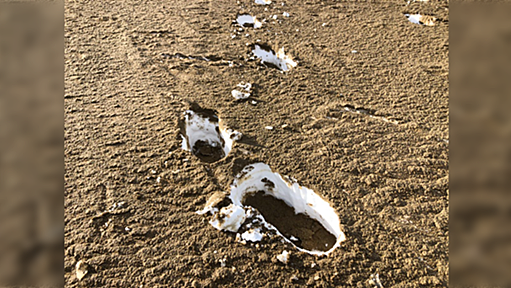 【豪雪】鳥取砂丘では砂に積もった雪の上にさらに砂が積もって面白いことになっていた→見た人の抱く感想が完全一致してしまう