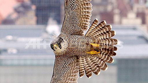 悠然と空を舞うハヤブサ、独ライプチヒ