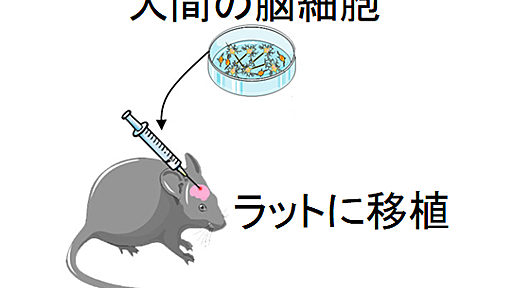 人間の脳細胞をラットの脳に移植する「脳置換」に成功 - ナゾロジー