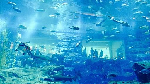 人に会えなくなった水族館の魚たちに次々と「うつ症状」が出始める - ナゾロジー