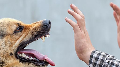 致死率ほぼ100％…いまでも怖い「狂犬病」の知られざる現実（村上 和巳） @gendai_biz