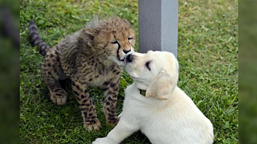 【動物雑学】実はチーターはとても気が弱く内向的なので、とあるアメリカの動物園では犬と一緒に飼って精神的サポートしている→「かわええ…」