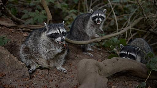 アライグマに餌やりは破滅への道、人にも動物にも「最悪」