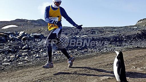 南極でマラソン大会、ペンギンも応援？