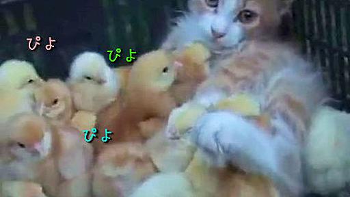 かわいいけどどうして？子猫がひよこまみれに（動画） : らばQ