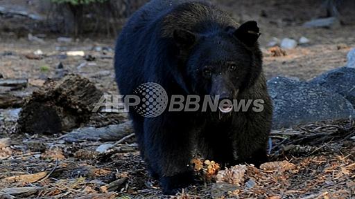 ツイッターで人気集めたクマ、山に帰る 米ロサンゼルス