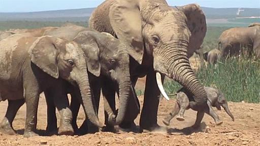 【動画】最悪！ 子ゾウに若いオスが乱暴、その理由は