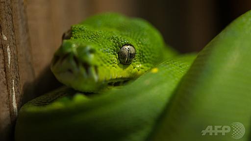 4本足のヘビの化石、ブラジルで発見 進化過程解明に前進