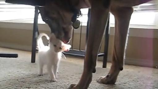 退役軍犬、はじめての子猫にもうメロメロ