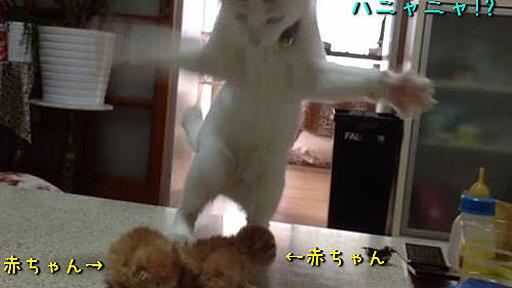 猫「うわーっ、子猫かわいい！」→どう扱っていいかわからず謎のダンスを踊る（動画） : らばQ