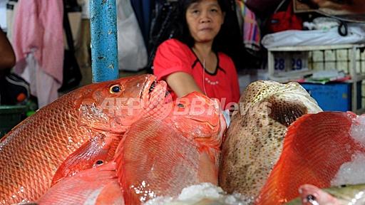 地球温暖化で魚が小さくなる、海水中の酸素不足で 米加研究