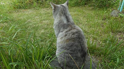 畑猫からのお知らせ - やれることだけやってみる