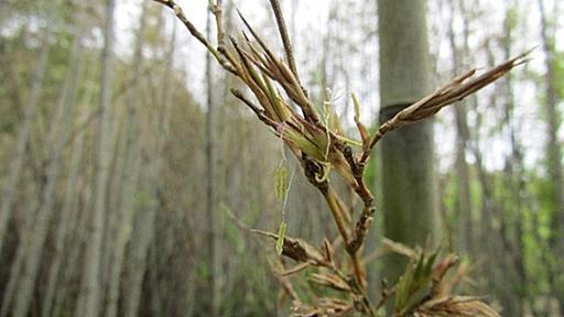 広島でハチク(淡竹)が120年ぶりに開花。だがそれは破滅への序曲なのか？｜カラパイア