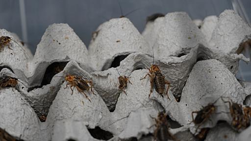 昆虫嫌いの記者がコオロギ実食、ビル・ゲイツも注目する「昆虫食」に見た可能性