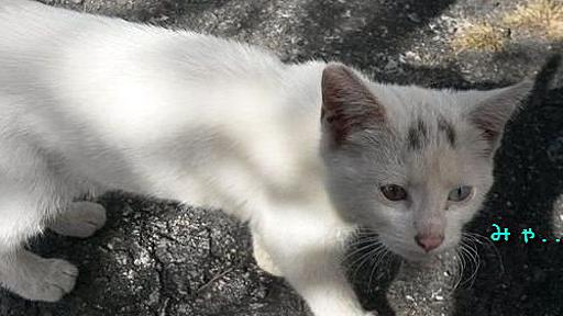 「かわいそうな子猫を見つけた…心の準備はできてなかったけど拾って帰ることにした」 : らばQ