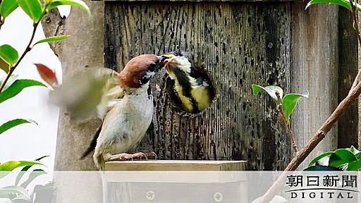 子育て衝動？　シジュウカラのひなにスズメがエサやり　：朝日新聞デジタル