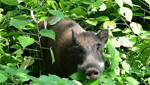 福岡・大濠公園にイノシシ　警官ら大捕物、逃走後「御用」に ［写真特集1/11］ | 毎日新聞