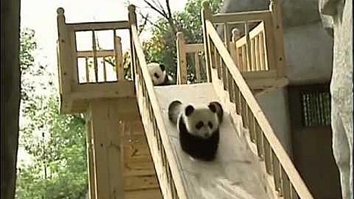 Cute pandas playing on the slide - YouTube